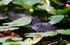 FLR001: American Alligator
