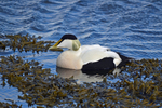 Eider