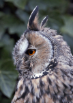 Long-eared owl