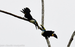 Yellow Ridged Tucans
