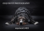 equiscot1483