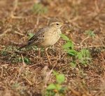 Richards Pipit
