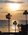 Palm Trees at Sunset
