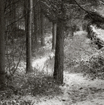 Woodland Path in Winter (square format)