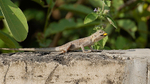 Agama Lizard