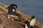 Macaroni Penguin outnumbered by Rockhopper Penguins