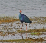 Purple Swamphen