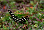 FLI004: Zebra longwing butterfly