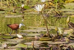 African Jacana