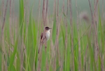 Paddyfield Warbler