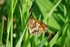 Heath Fritillary