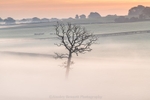 ab523 Lone tree at dawn