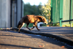 Urban fox on the prowl in Urban environment in Bristol - 0020