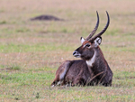 Waterbuck resting on the ground