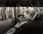 Fallen Sycamore, Missouri, 1990