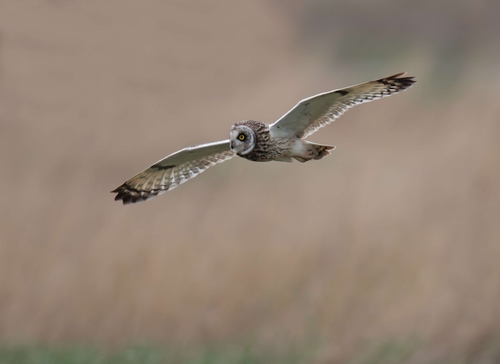 Short Eared Owl (Asio flammeus)