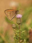 Meadow Brown (male) feeding on Creeping Thistle, Seacombe, Dorset