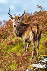 Red Deer Stag