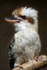 Laughing Kookaburra - DSC_9816