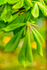 horse chestnut Aesculus hippocastanum-031