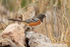 Spotted Towhee, Bosque del Apache, New Mexico