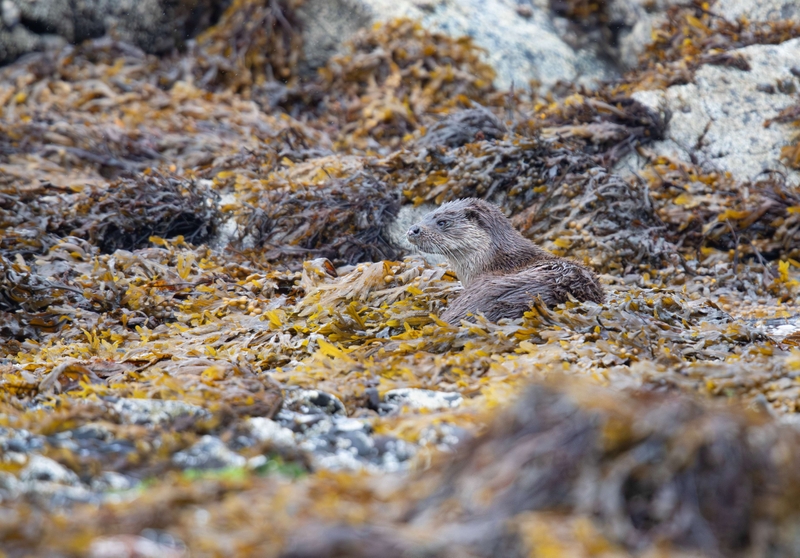 Eurasian Otter - Isle of Mull - Scotland