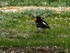 Oystercatcher