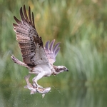Nature portfolio