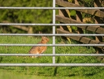 Brown Hare