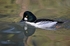 Goldeneye