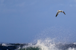 Gannet hovering over rough sea, Ness of Duncansby, Scotland