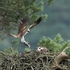 Ospreys
