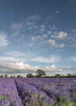 Somerset Lavender 2010 v2