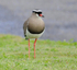 Crowned Lapwing