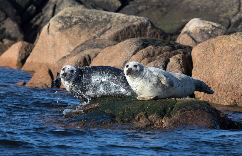 Common Seal - Isle of Mull - Scotland