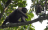 Lowland western gorilla (Jupiter group)
