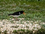 Oystercatcher