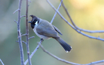 Himalayan Bulbul