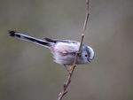 Long-Tailed Tit