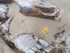 DRIFTWOOD - LONG POINT BEACH