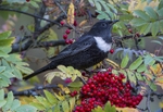 Male Ring Ouzel