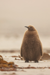 King Penguin chick, front view, Saunders Island, Falklands