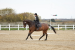 Class 9-12 - Novice 2 Elementary 3 portfolio