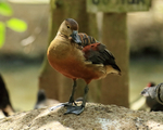 Lesser Whistling Duck portfolio