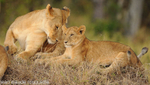 Tenderness between mother and cub.