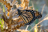 Monarch Butterfly
