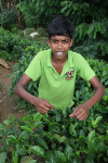 Tea plantation worker, Ella Sri Lanka 34
