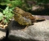 Yellowhammer Juvenile