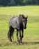 friesians 101-2