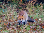 Red Fox